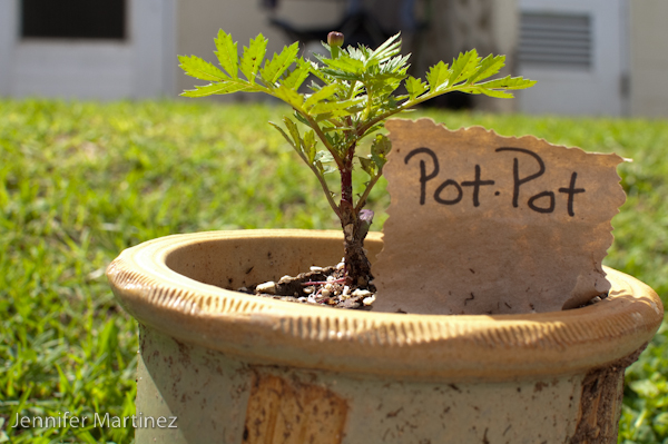 Our Smallest Pot